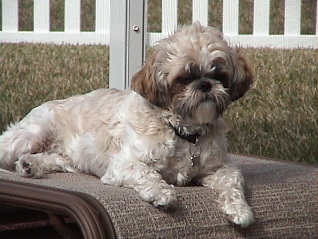 Taylor's Pal Fritzy