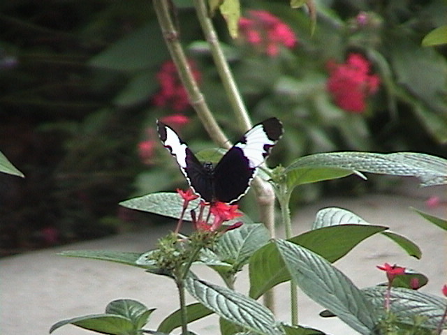 b_w_butterfly.jpg