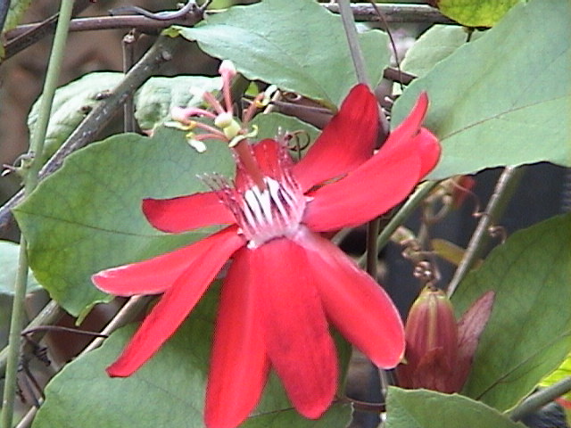 red_flower.jpg
