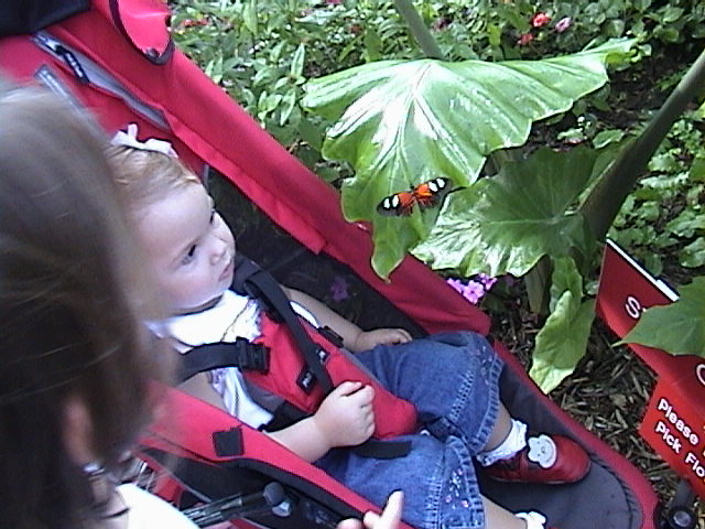 Butterflies all around us