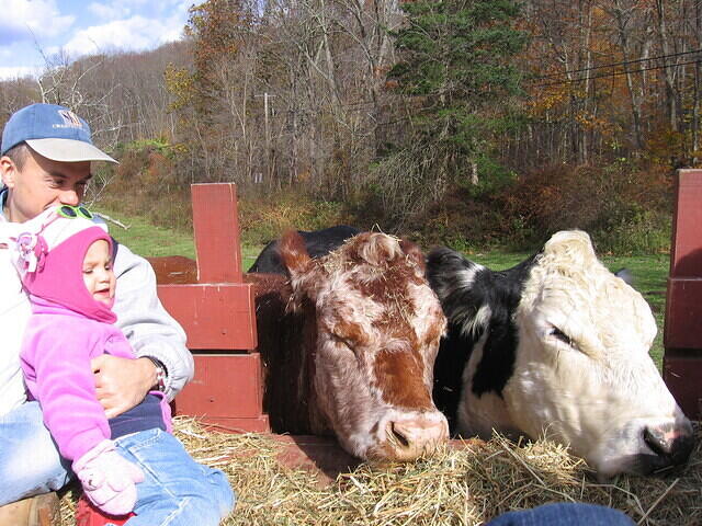Dad Emily n Cows 1006a.JPG