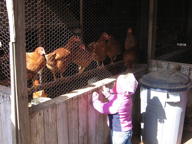 Emily n chickens 1006.JPG