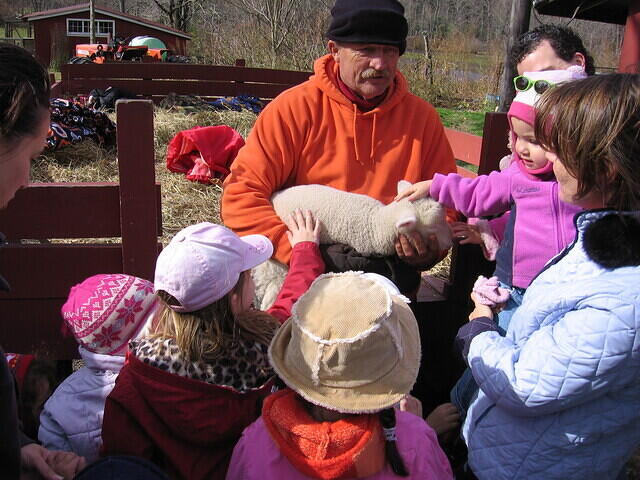 Petting Baby Lamb 1006.JPG