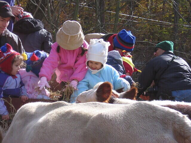taylor feeds cows 1006a.JPG
