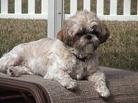 Taylor's Pal Fritzy