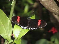 More butterflies...