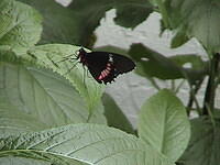 b_o_butterfly2.jpg