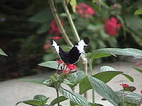 b_w_butterfly.jpg