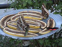 Banana Feast