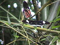 butterflies.jpg