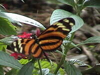 orange butterfly2