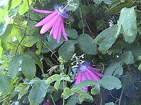 purple_flowers.jpg