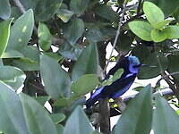 ...Bird in bush