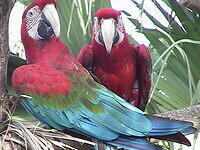 Macaws on the loose