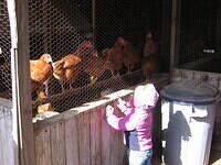 Emily n chickens 1006.JPG