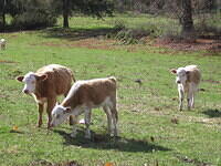 cows 1006.JPG