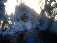 Seals @ Central Park Zoo